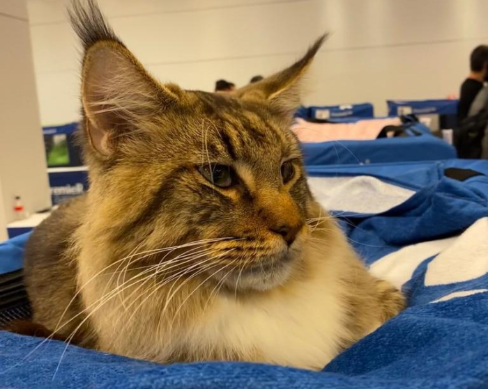 Divulgação PremieRpet